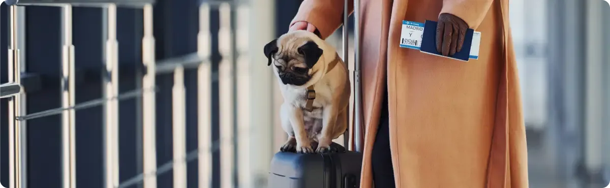 Person with pug and travel luggage, holding passport, ready for air travel